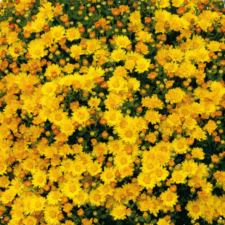 Plantes Vivaces AJANIA bellania 'Bengo Gold' - Chrysanthème du pacifique en vente - Pépinière Lepage .