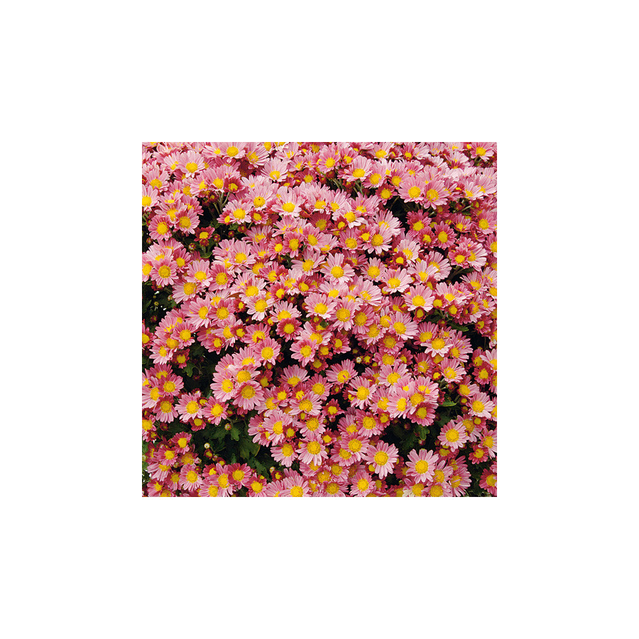 Plantes Vivaces AJANIA bellania 'Bengo Rosa' - Chrysanthème du pacifique en vente - Pépinière Lepage .