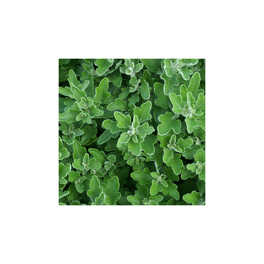 Plantes Vivaces AJANIA bellania 'Bengo Rosa' - Chrysanthème du pacifique en vente - Pépinière Lepage .