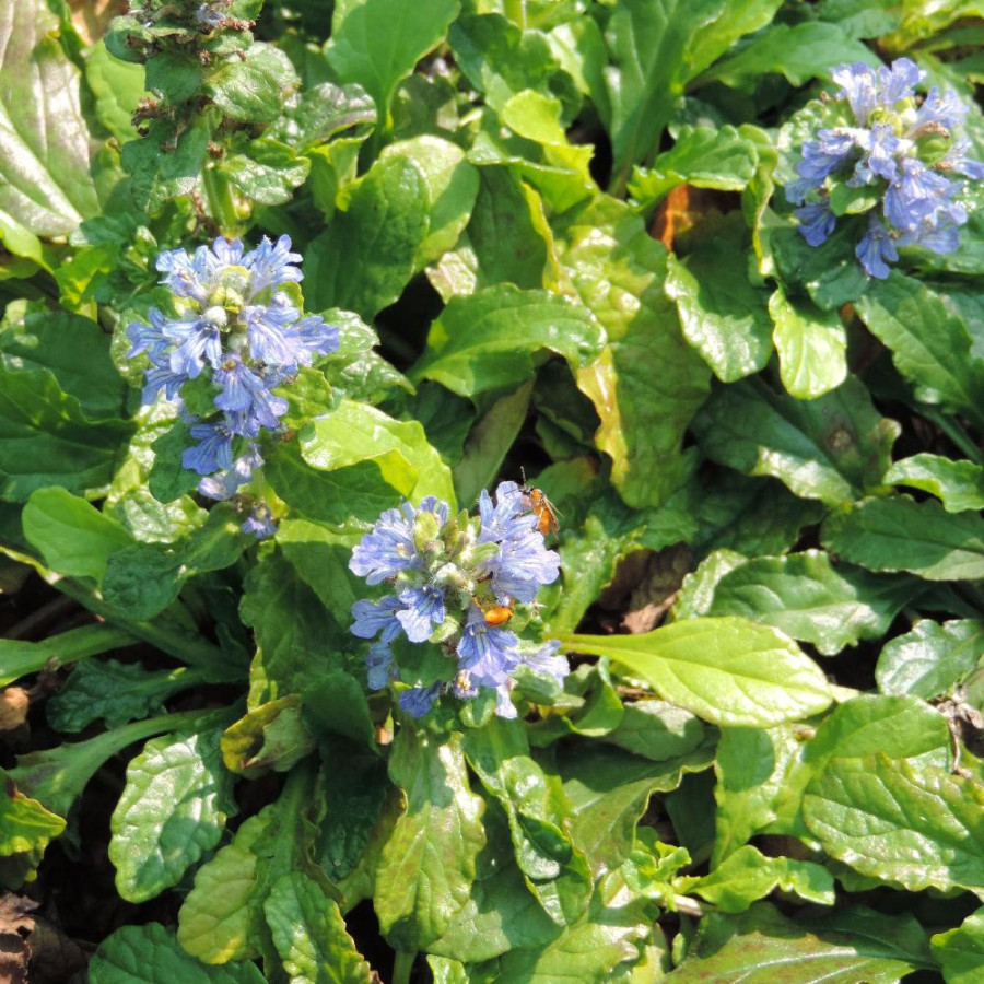 Plantes Vivaces AJUGA reptans - Bugle rampante en vente - Pépinière Lepage .