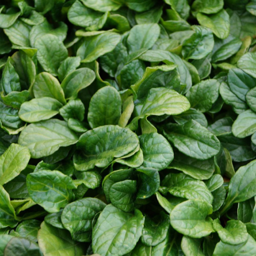 Plantes Vivaces AJUGA reptans 'Alba' - Bugle rampante en vente - Pépinière Lepage .
