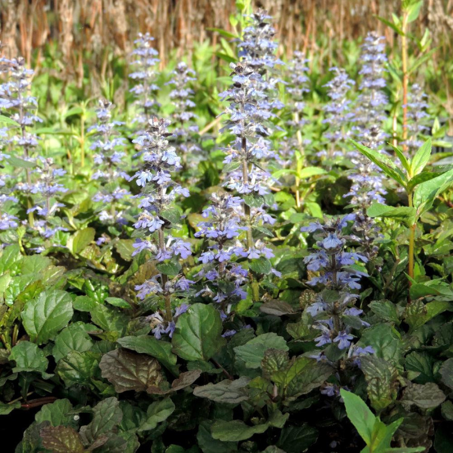 Plantes Vivaces AJUGA reptans 'Atropurpurea' - Bugle rampante en vente - Pépinière Lepage .