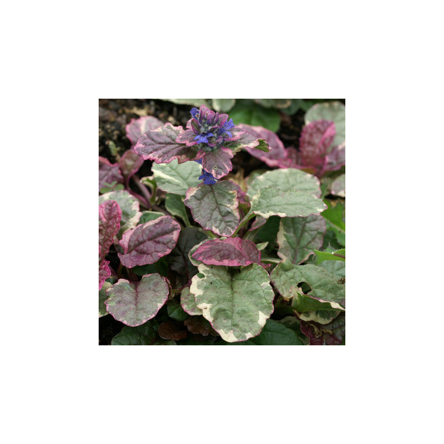 Plantes Vivaces AJUGA reptans 'Burgundy Glow' - Bugle rampante en vente - Pépinière Lepage .