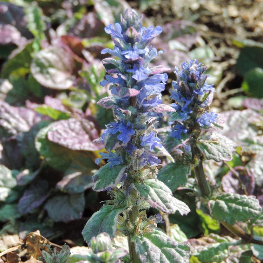 Plantes Vivaces AJUGA reptans 'Burgundy Glow' - Bugle rampante en vente - Pépinière Lepage .