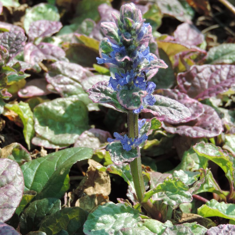 Plantes Vivaces AJUGA reptans 'Burgundy Glow' - Bugle rampante en vente - Pépinière Lepage .