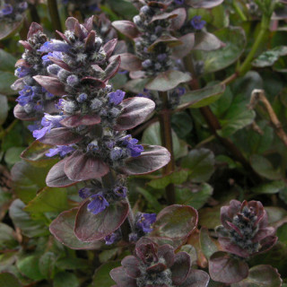 Plantes Vivaces AJUGA reptans 'Catlin's Giant' - Bugle rampante en vente - Pépinière Lepage .