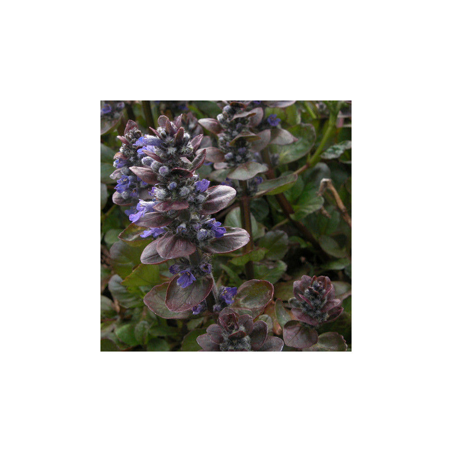 Plantes Vivaces AJUGA reptans 'Catlin's Giant' - Bugle rampante en vente - Pépinière Lepage .