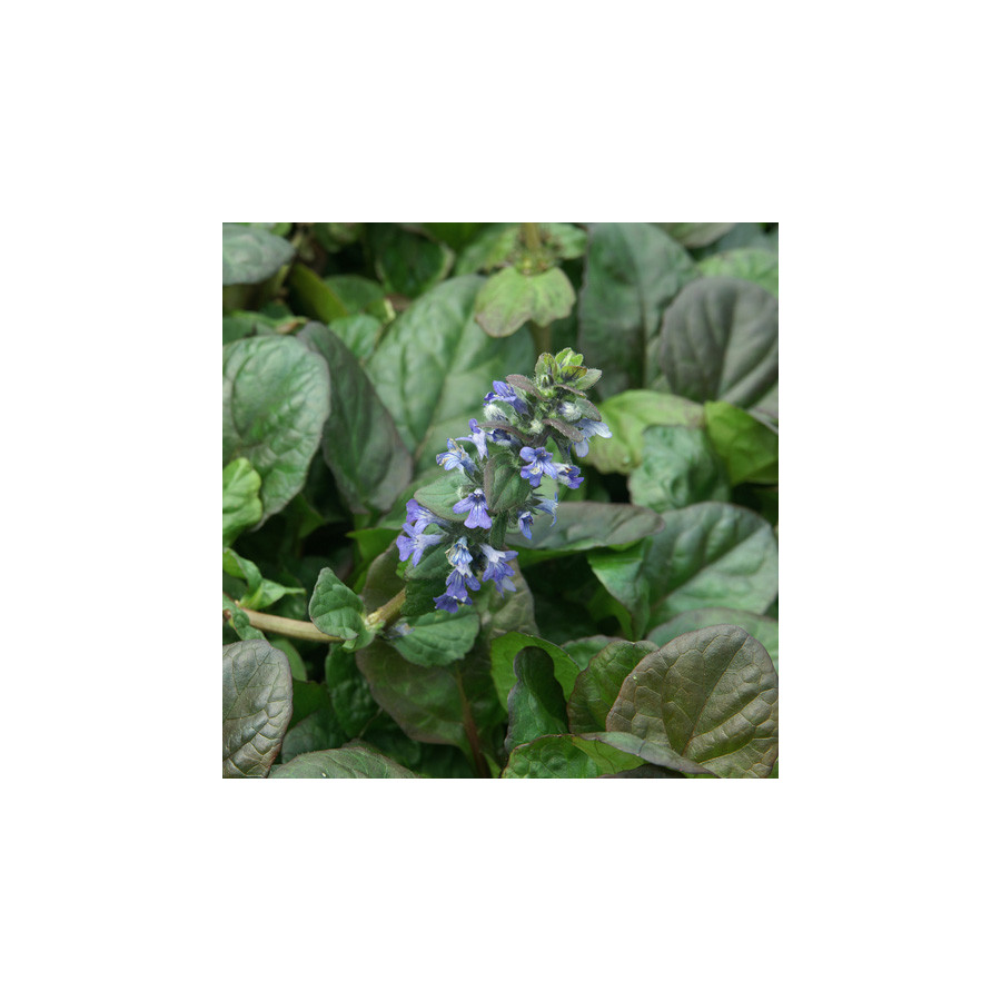 Plantes Vivaces AJUGA reptans 'Catlin's Giant' - Bugle rampante en vente - Pépinière Lepage .