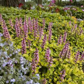 Plantes Vivaces AJUGA reptans 'Gold Chang' ® - Bugle rampante en vente - Pépinière Lepage .