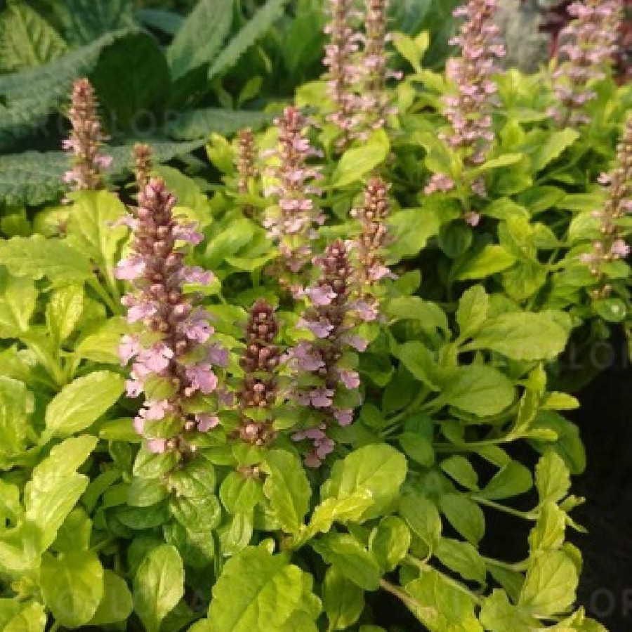 Plantes Vivaces AJUGA reptans 'Gold Chang' ® - Bugle rampante en vente - Pépinière Lepage .