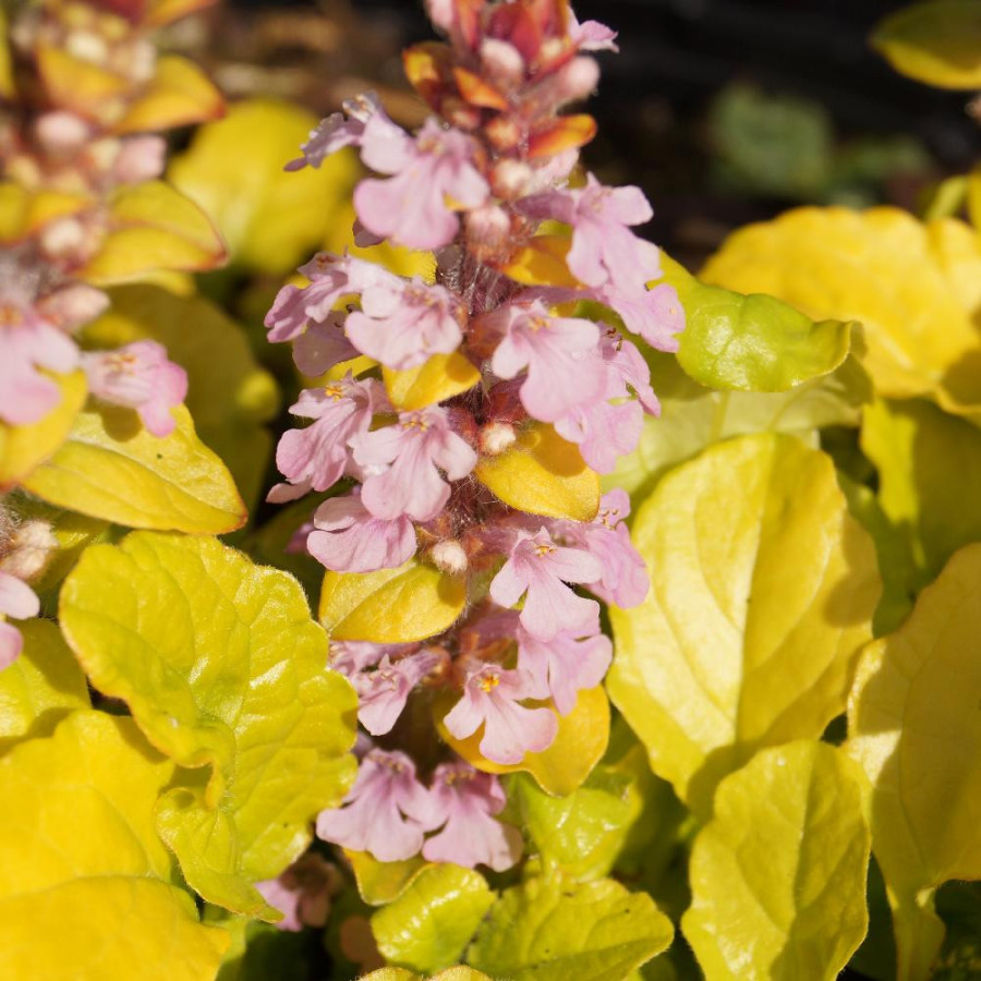 Plantes Vivaces AJUGA reptans 'Gold Chang' ® - Bugle rampante en vente - Pépinière Lepage .