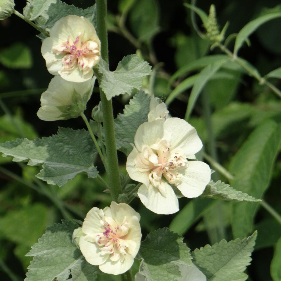 Plantes Vivaces ALCALTHAEA suffrutescens 'Parkallee' en vente - Pépinière Lepage .