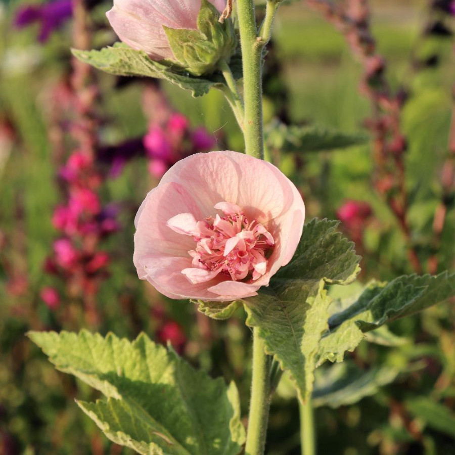 Plantes Vivaces ALCALTHAEA suffrutescens 'Parkfrieden' en vente - Pépinière Lepage .