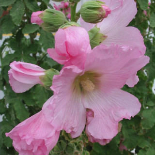 Plantes Vivaces ALCEA ficifolia - Rose trémière en vente - Pépinière Lepage .
