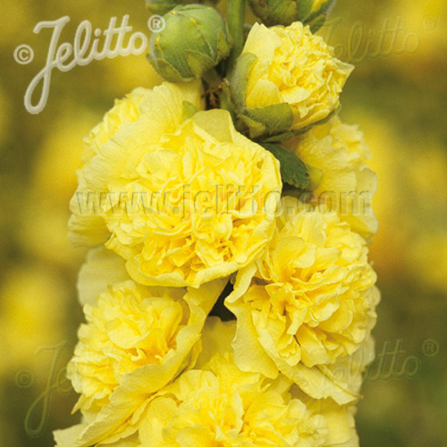 Plantes Vivaces ALCEA rosea Chater's Double jaune - Rose trémière en vente - Pépinière Lepage .