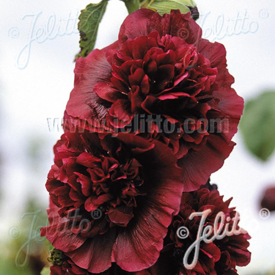 Plantes Vivaces ALCEA rosea Chater's Double pourpre - Rose trémière en vente - Pépinière Lepage .