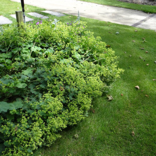 Plantes Vivaces ALCHEMILLA mollis - Alchémille en vente - Manteau de Notre-Dame en vente - Pépinière Lepage .