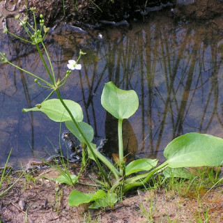 Plantes Vivaces ALISMA plantago-aquatica en vente - Pépinière Lepage .
