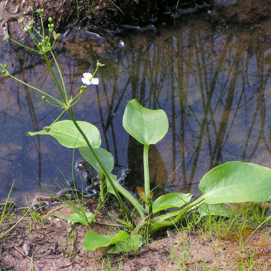 Plantes Vivaces ALISMA plantago-aquatica en vente - Pépinière Lepage .