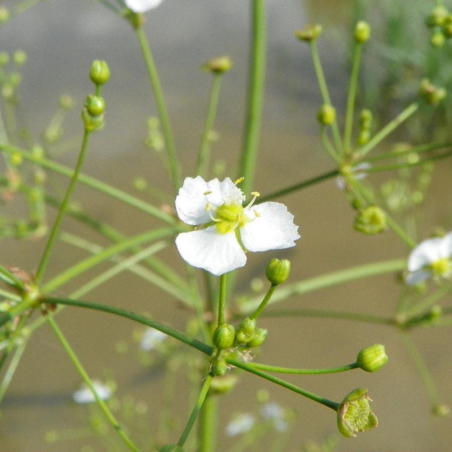 Plantes Vivaces ALISMA plantago-aquatica en vente - Pépinière Lepage .