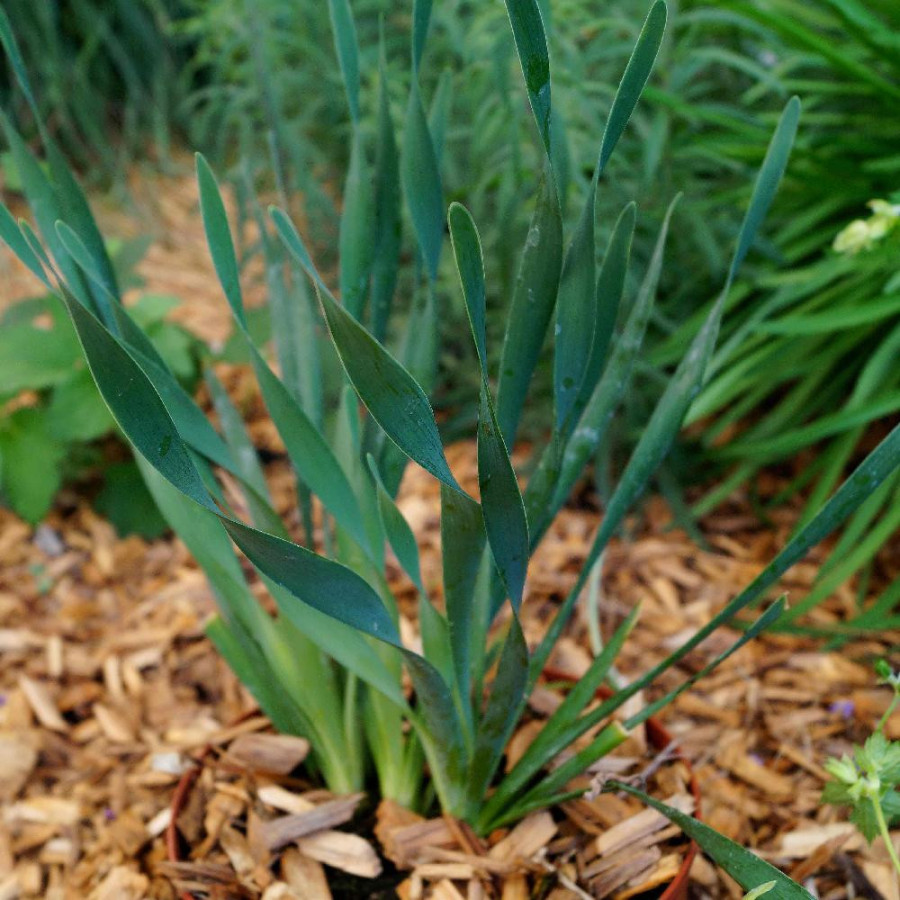 ALLIUM 'Bubble Bath' ®