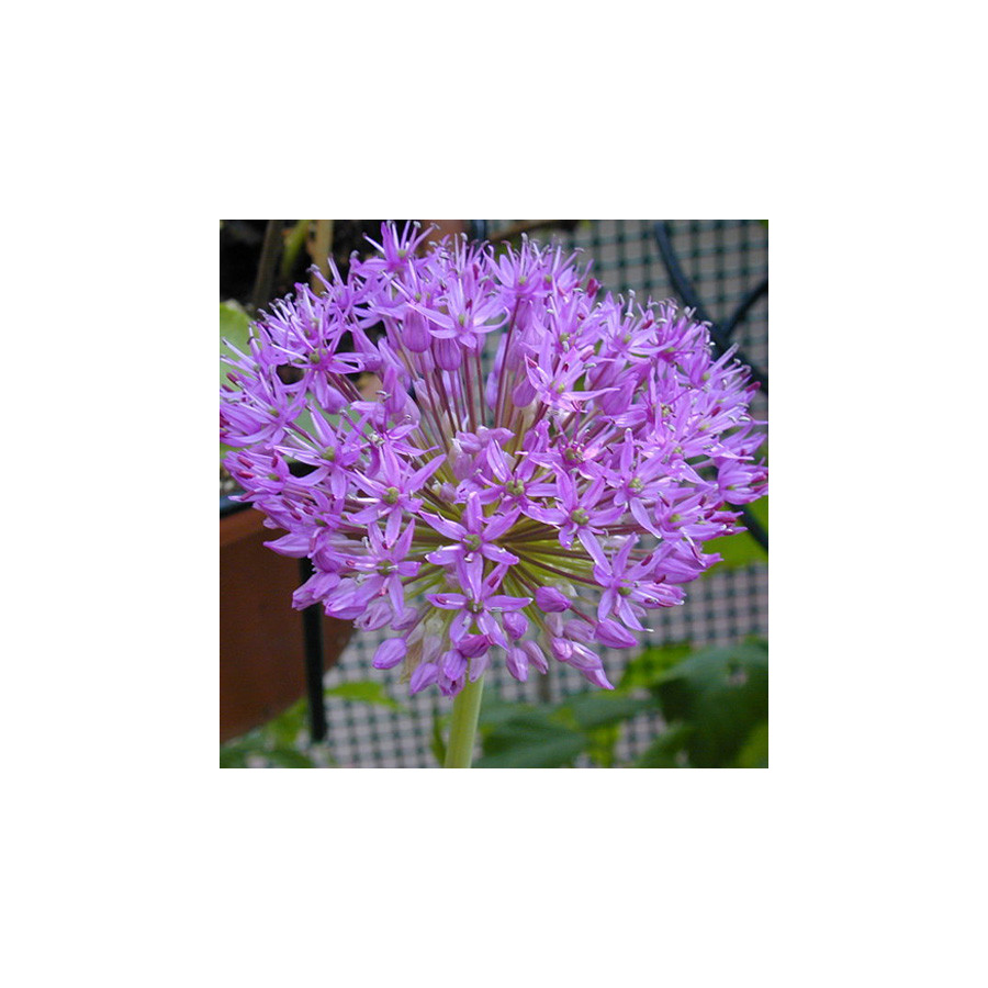 Plantes Vivaces ALLIUM 'Gladiator' - Ail d'ornement en vente - Pépinière Lepage .