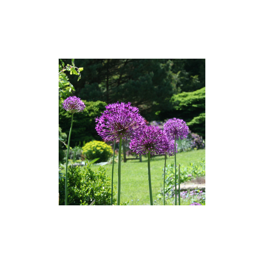 Plantes Vivaces ALLIUM 'Gladiator' - Ail d'ornement en vente - Pépinière Lepage .