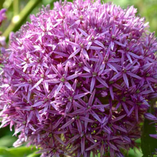 Plantes Vivaces ALLIUM 'Globemaster' - Ail d'ornement en vente - Pépinière Lepage .