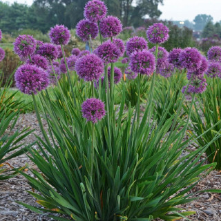ALLIUM 'Lavender Bubbles'