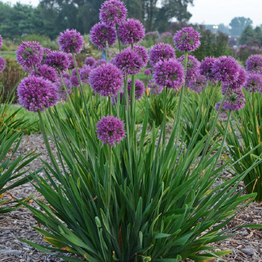 ALLIUM 'Lavender Bubbles'