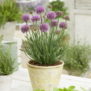 ALLIUM 'Little Sapphire'