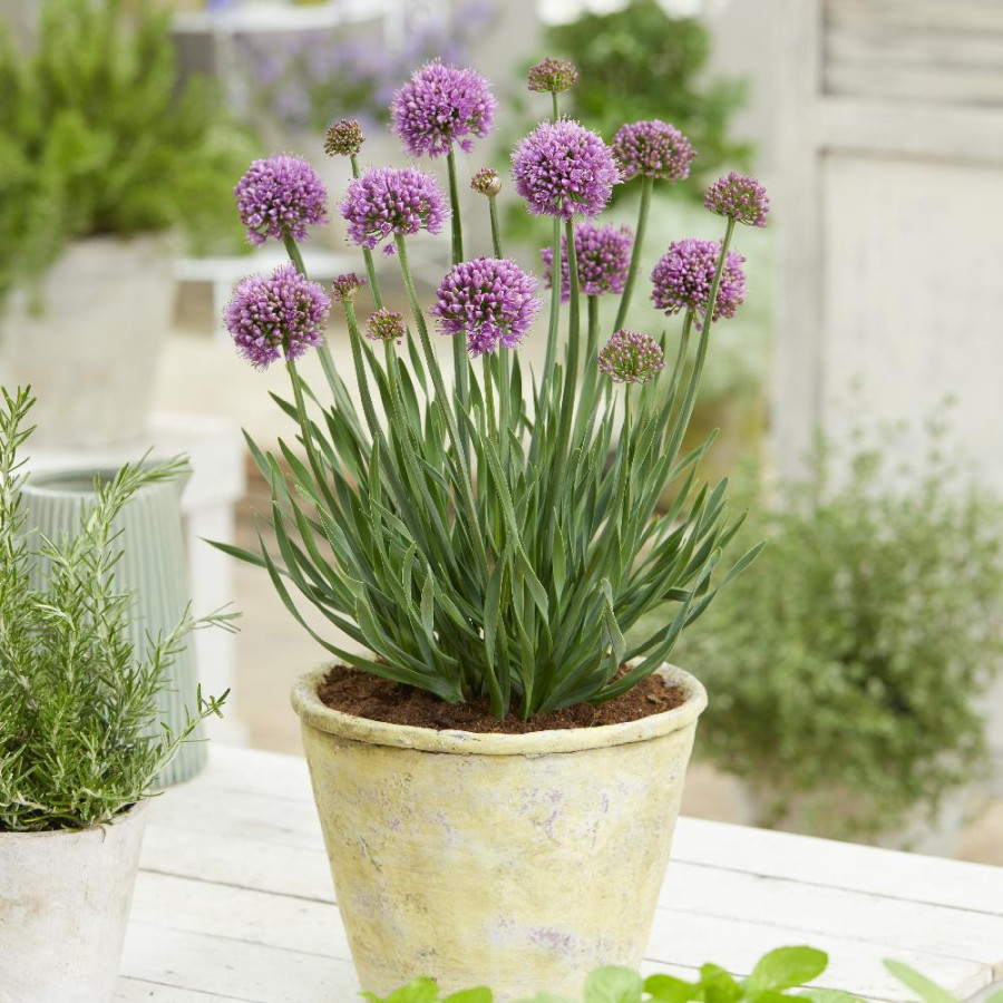ALLIUM 'Little Sapphire'