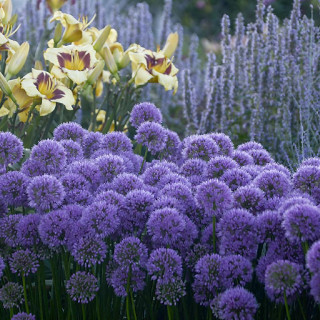 Plantes Vivaces ALLIUM 'Millennium' - Ail d'ornement en vente - Pépinière Lepage .