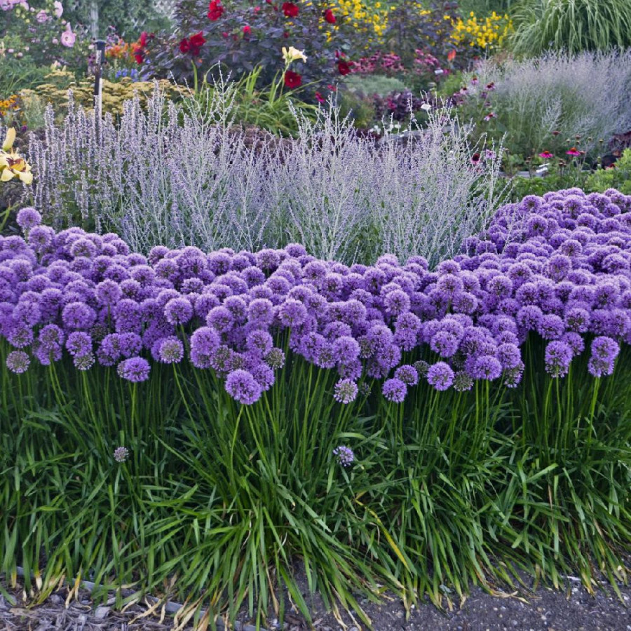 Plantes Vivaces ALLIUM 'Millennium' - Ail d'ornement en vente - Pépinière Lepage .