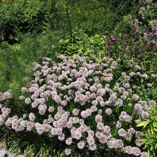 Plantes Vivaces ALLIUM 'Summer Beauty' - Ail d'ornement en vente - Pépinière Lepage .