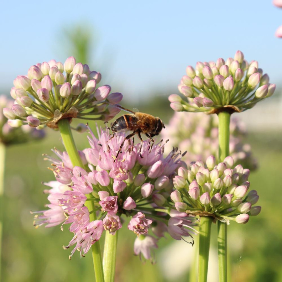 Plantes Vivaces ALLIUM 'Summer Beauty' - Ail d'ornement en vente - Pépinière Lepage .