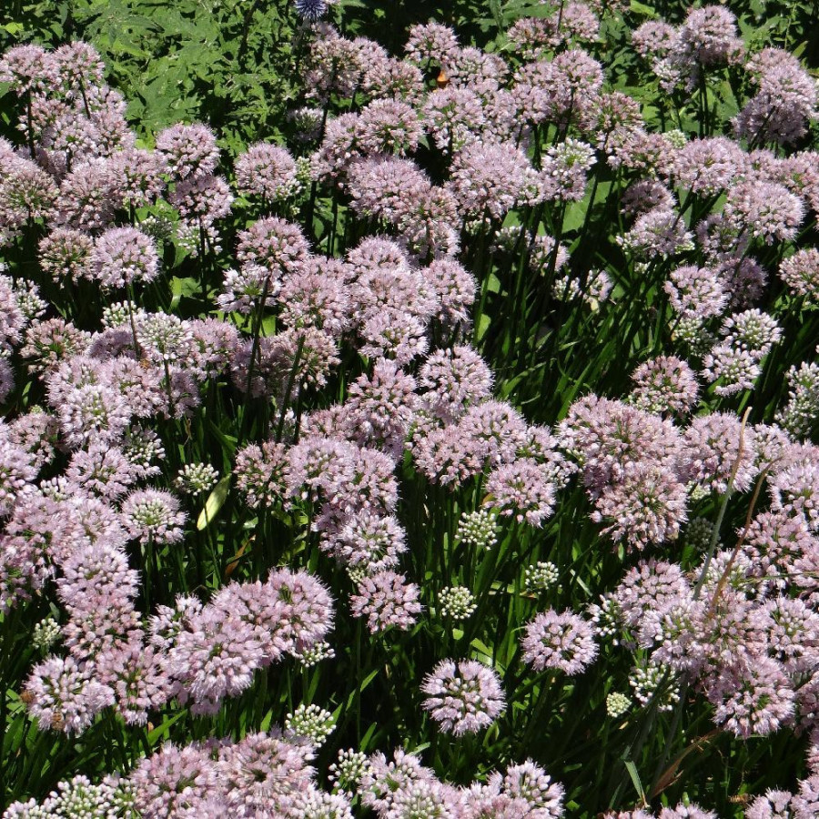 Plantes Vivaces ALLIUM 'Summer Beauty' - Ail d'ornement en vente - Pépinière Lepage .