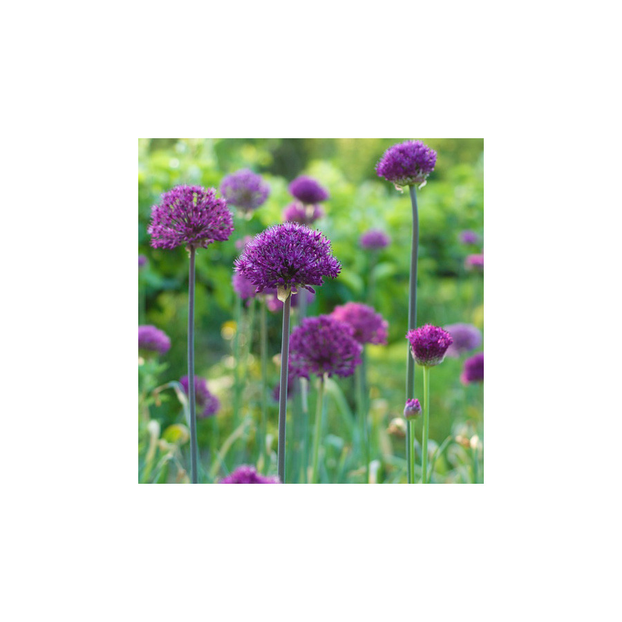 Plantes Vivaces ALLIUM aflatunense 'Purple Sensation'  - Ail d'ornement en vente - Pépinière Lepage .