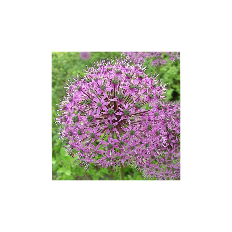 Plantes Vivaces ALLIUM aflatunense 'Purple Sensation'  - Ail d'ornement en vente - Pépinière Lepage .