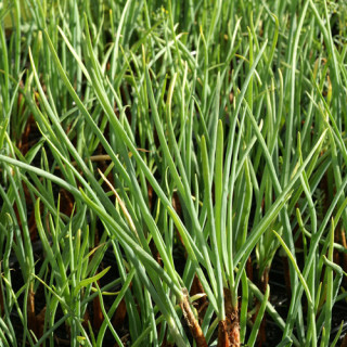 Plantes Vivaces ALLIUM fistulosum - Ciboule en vente - Pépinière Lepage .