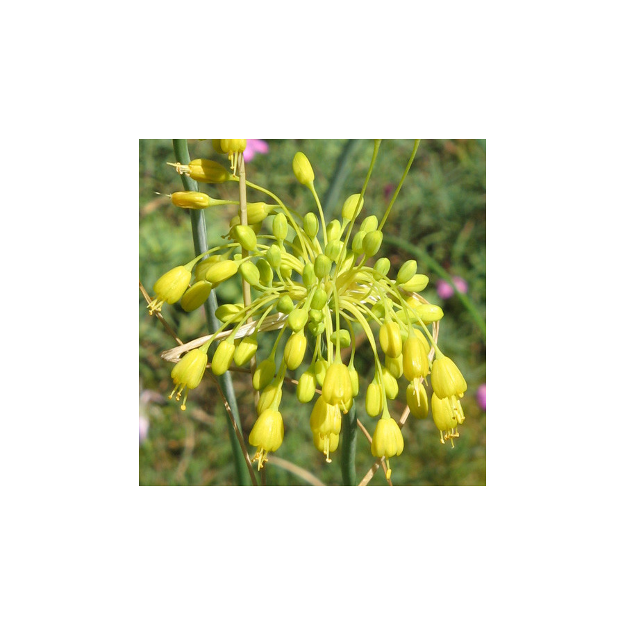 Plantes Vivaces ALLIUM flavum - Ail jaune en vente - Pépinière Lepage .