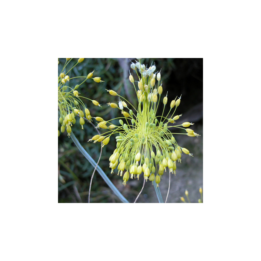 Plantes Vivaces ALLIUM flavum - Ail jaune en vente - Pépinière Lepage .
