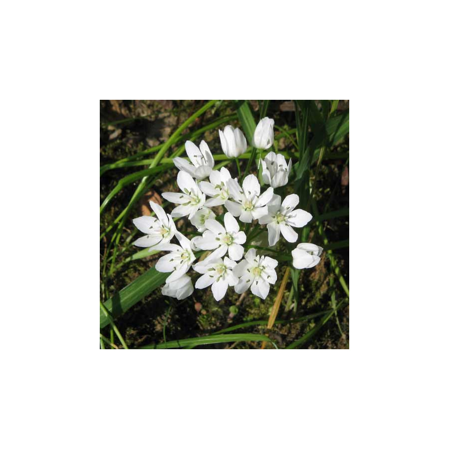 Plantes Vivaces ALLIUM neapolitanum - Ail de Naples en vente - Ail blanc en vente - Pépinière Lepage .
