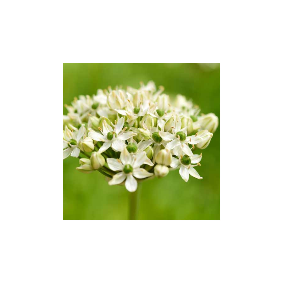 Plantes Vivaces ALLIUM nigrum - Ail noir en vente - Ail des Indes en vente - Pépinière Lepage .