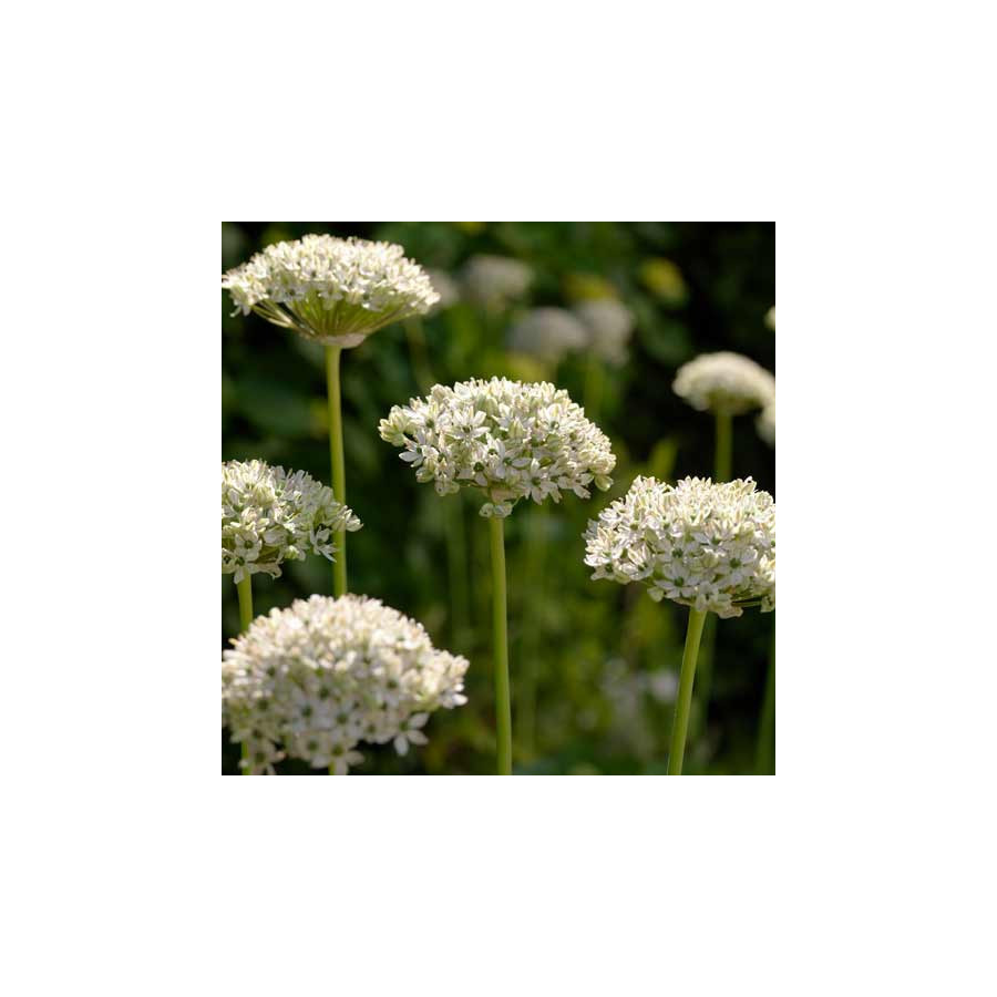 Plantes Vivaces ALLIUM nigrum - Ail noir en vente - Ail des Indes en vente - Pépinière Lepage .