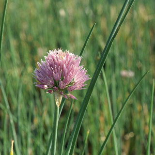 Plantes Vivaces ALLIUM schoenoprasum  - Ciboulette en vente - Pépinière Lepage .
