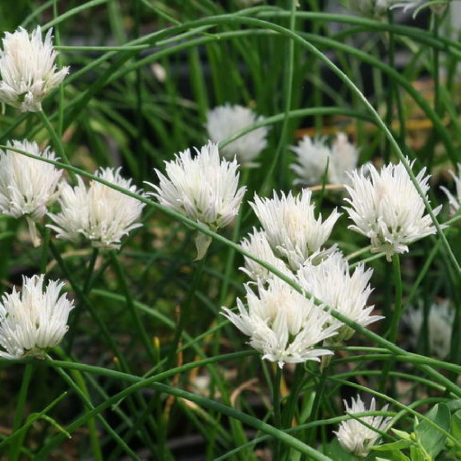 Plantes Vivaces ALLIUM schoenoprasum 'Corsican White' - Ciboulette en vente - Pépinière Lepage .
