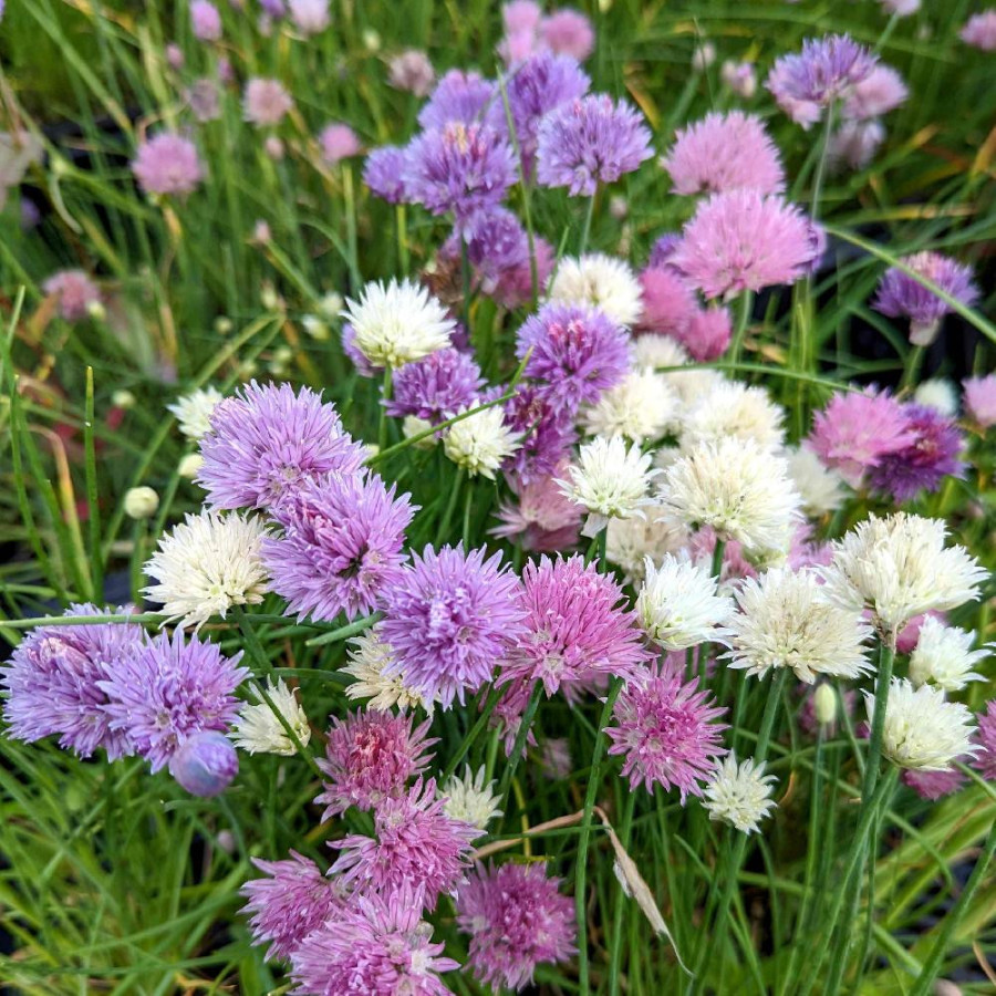 ALLIUM schoenoprasum 'Mixed One'