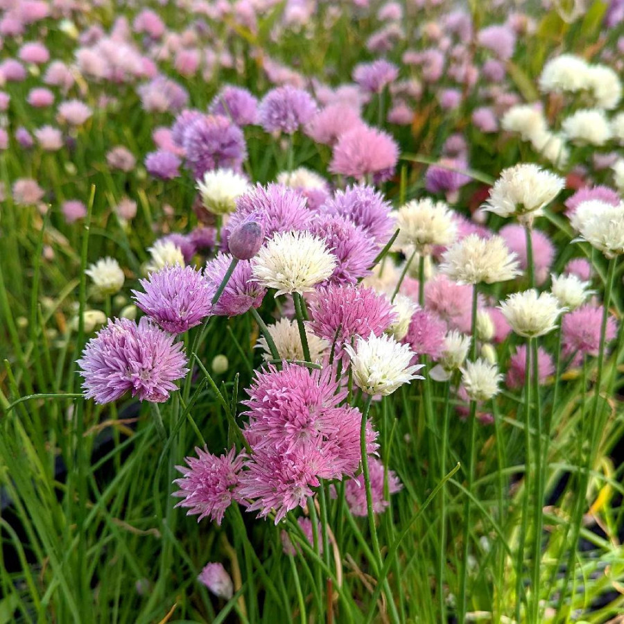 ALLIUM schoenoprasum 'Mixed One'