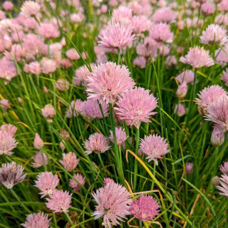 Plantes Vivaces ALLIUM schoenoprasum 'Pink One' - Ciboulette en vente - Pépinière Lepage .